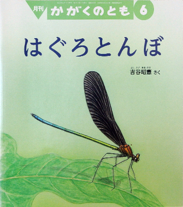 はぐろとんぼ